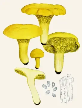 Plate of the chanterelle