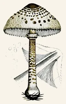 Plate of the parasol