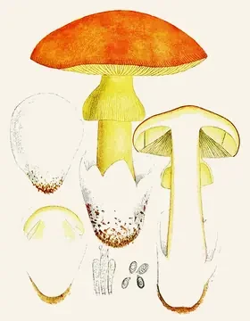 Plate of Caesar’s mushroom